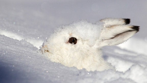 Der Schneehase ist in seinem Winterkleid gut getarnt.