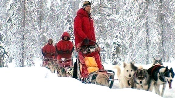 Schlittenhundfahrt in Lappland.