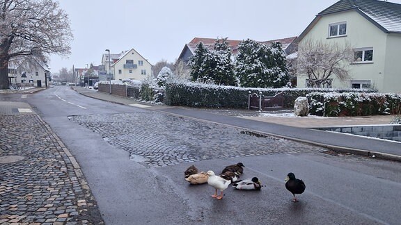 Und auch die Enten, die in der Nähe vom Schlosshof zum Straßenbild gehören, gehen es gelassen an. 