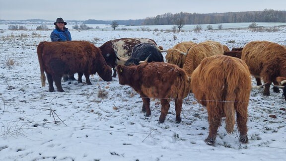 Auf den Weiden von Landwirt Lutz Kuhne gehts ruhig zu. Weder Markttrubel noch Kälte & Schnee scheinen seine schottischen Highlandrinder zu stören.