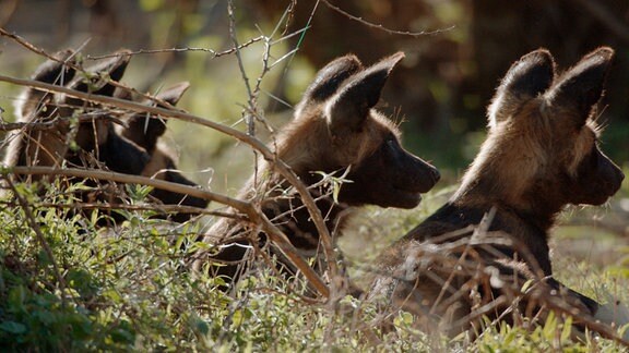 Mit ihren großen Ohren hören Afrikanische Wildhunden jede Bewegung im Busch.
