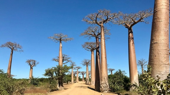 In der Nähe der Stadt Morondava liegt die berühmte Alle der Baobabs. Ein „Must See“ für jeden Touristen