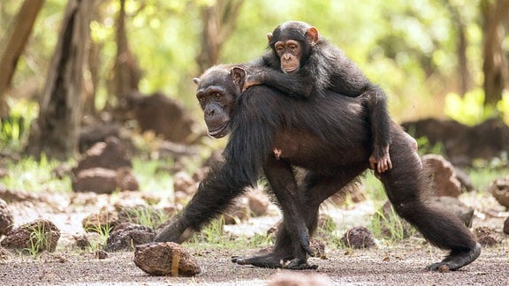 Junge Schimpansen sind zwei bis drei Jahre von ihren Müttern abhängig. Die Mütter tragen ihren Nachwuchs bei Ortswechseln oft viele Kilometer „huckepack“. Für die erste Folge der Reihe "Wilde Dynastien" begleitete das BBC-Team zwei Jahre lang eine Schimpansengruppe im Senegal, folgte ihnen viele Stunden und Kilometer durch unwegsamen Dschungel mit 80 Kilo Gepäck unter sengender Sonne.