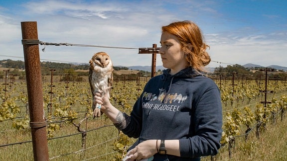 Eine Schleiereule sitzt auf der Hand einer Eulenforscherin in einem Weinanbaugebiet im Napa Valley. 
