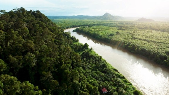 Ein tropischer Fluss schlängelt sich durch Malaysia