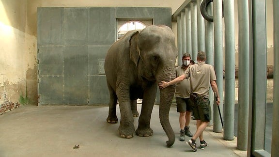 Berliner Elefantin kommt in Leipzig an