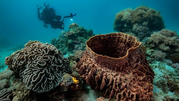 Kameramann Kevin Peyrusse filmt Unterwasser. Korallen sind ein wahres Paradies für Tintenfische.