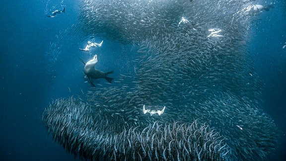 Sturmtaucher und kalifornische Seelöwen attackieren einen Sardinenschwarm. Die Sardinen drängen sich dicht aneinander und bewegen sich dabei völlig synchron, um den Angreifern zu entkommen.