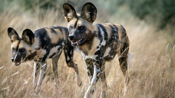 Afrikanische Wildhunde haben eine erstaunliche Ausdauer, sie hetzen ihre Beute über lange Strecken. Wird einer der Anführer müde, übernimmt ein anderer seine Position. Das Rudel reißt die Beute gemeinsam und teilt sie anschließend untereinander.