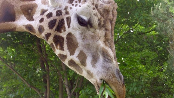 Goodbye Leipzig: Giraffendame Tanisha soll Leipzig verlassen und in einem anderen Zoo ein neues Leben anfangen.