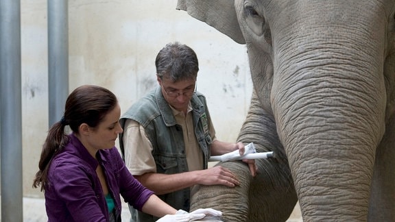 Susanne Mertens (Elisabeth Lanz) hebt mit Tierpfleger Lutz (Michael Tempelhof) den entzündeten Fuß der Elefantendame Don Chung, um ihn zu untersuchen.