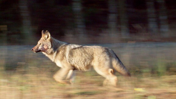 Wölfe können an einem Tag bis zu 70 Kilometer wandern.