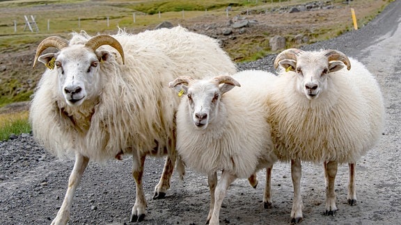 Schafe dominieren das Bild in großen Bereichen Islands