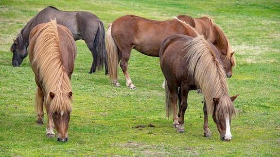 Island Pferde 