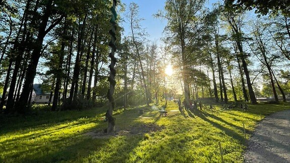 Die Sonne scheint durch Bäume im Wald.