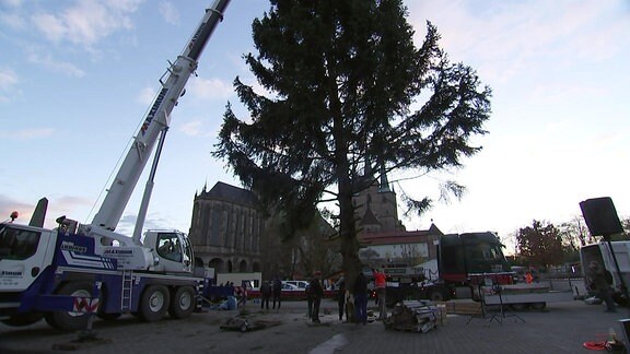 23 Meter hoher Weihnachtsbaum für Erfurt