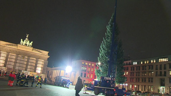 Weihnachtsbaum für Pariser Platz am Brandenburger Tor