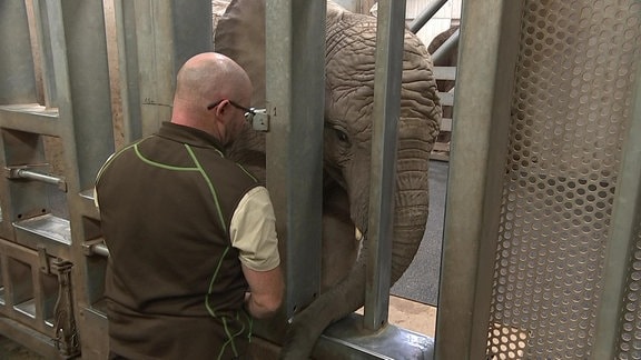 Elefantendame Ayoka im Erfurter Zoo