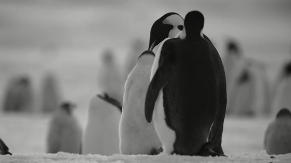 Szene aus dem Film "Rückkehr ins Land der Pinguine"