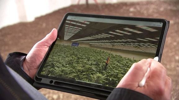 Tablet mit Cannabispflanzen