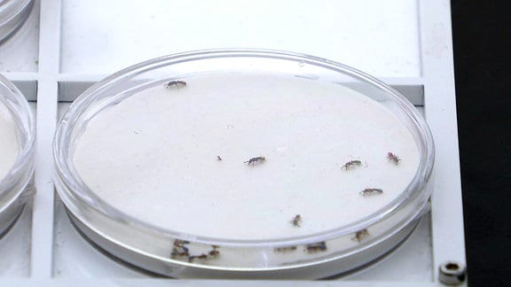 Jenaer Forscher untersuchen Verhalten von Ameisen 