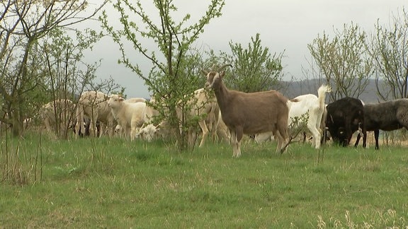 Schafe und Ziegen auf Weide