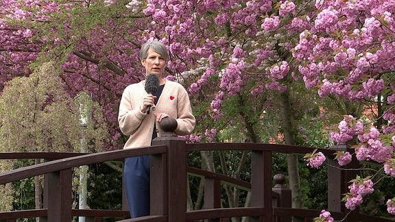 Wettermoderatorin Sandra Voigtmann vor einem blühenden Kirschbaum