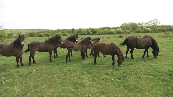 Sieben braune Pferde auf einer wilden Weide