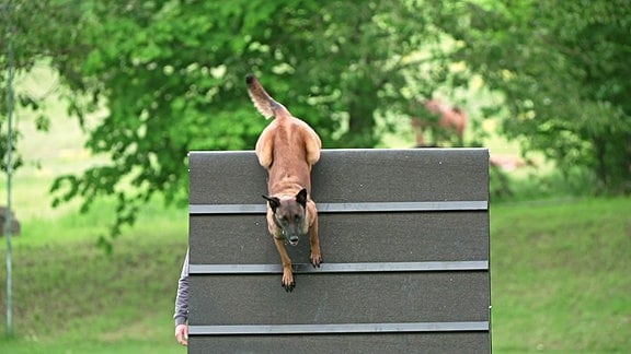 Hund springt über eine Hindernisswand