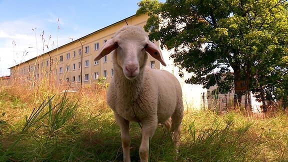 Ein Schaf vor einem Wohnblock