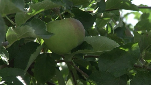 Apfel am Apfelbaum