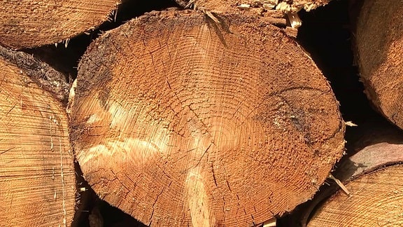 Querschnitt eines Holzstamms in einem Stapel