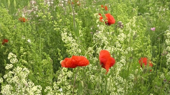 Feldrain mit Mohnblumen 