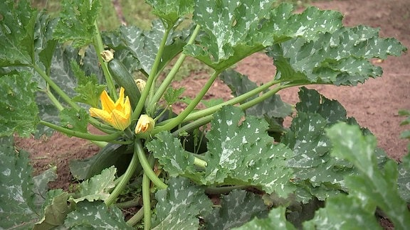 Gemüsepflanze im Garten 