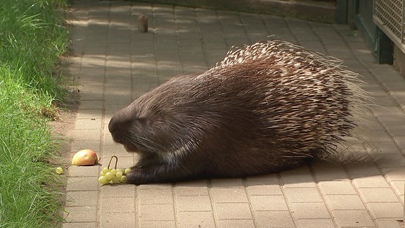 Stachelschwein