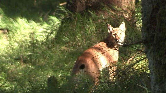 Luchs im Wald 