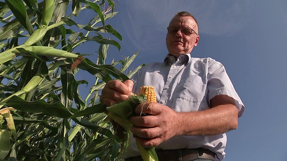 Bauer mit Maiskolben auf Feld