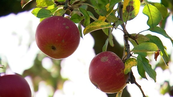 Äpfel am Baum