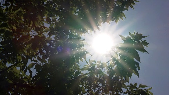 Sonne scheint durch Blätter