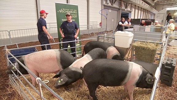 Schweine in einem Gatter in einer Messehalle