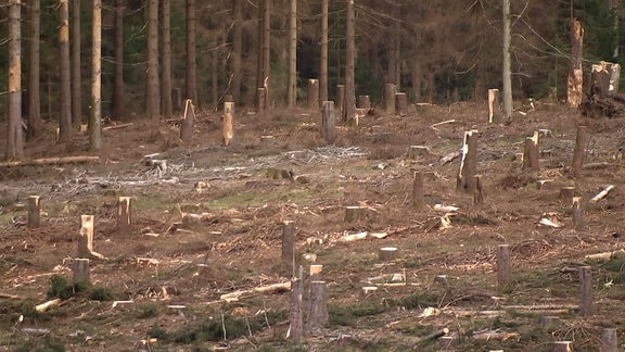 Kahlfläche im Wald