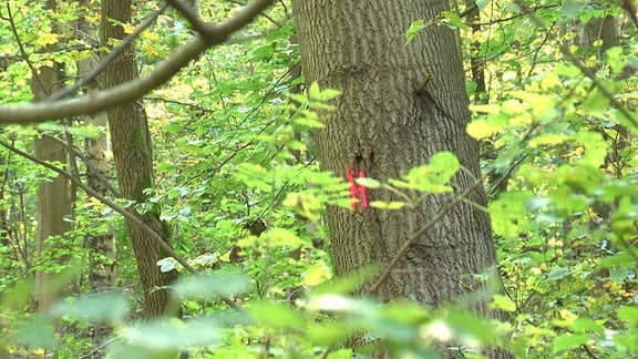 Habitat-Baum im Wald