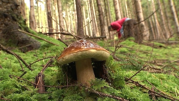 Pilz im Wald