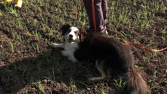 Ein Hund liegt auf dem Feld und schaut in die Kamera