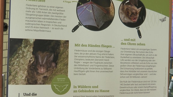 Plakat mit Fledermaus