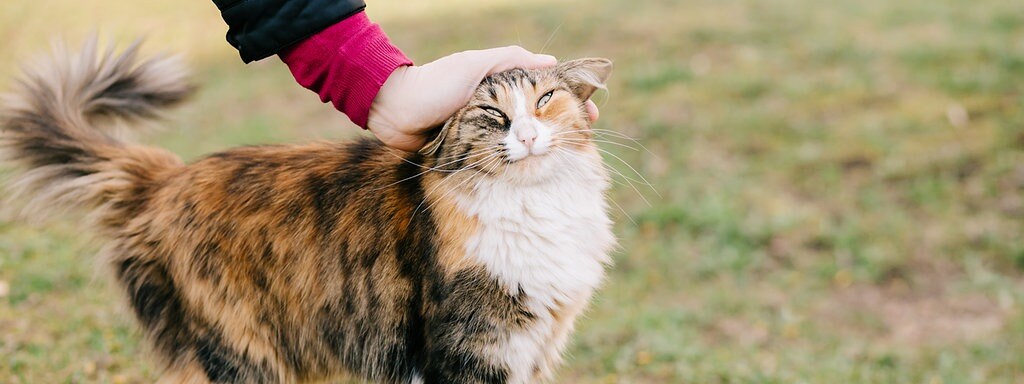 Auch Katzen Lieben Ihre Besitzer Mdr De