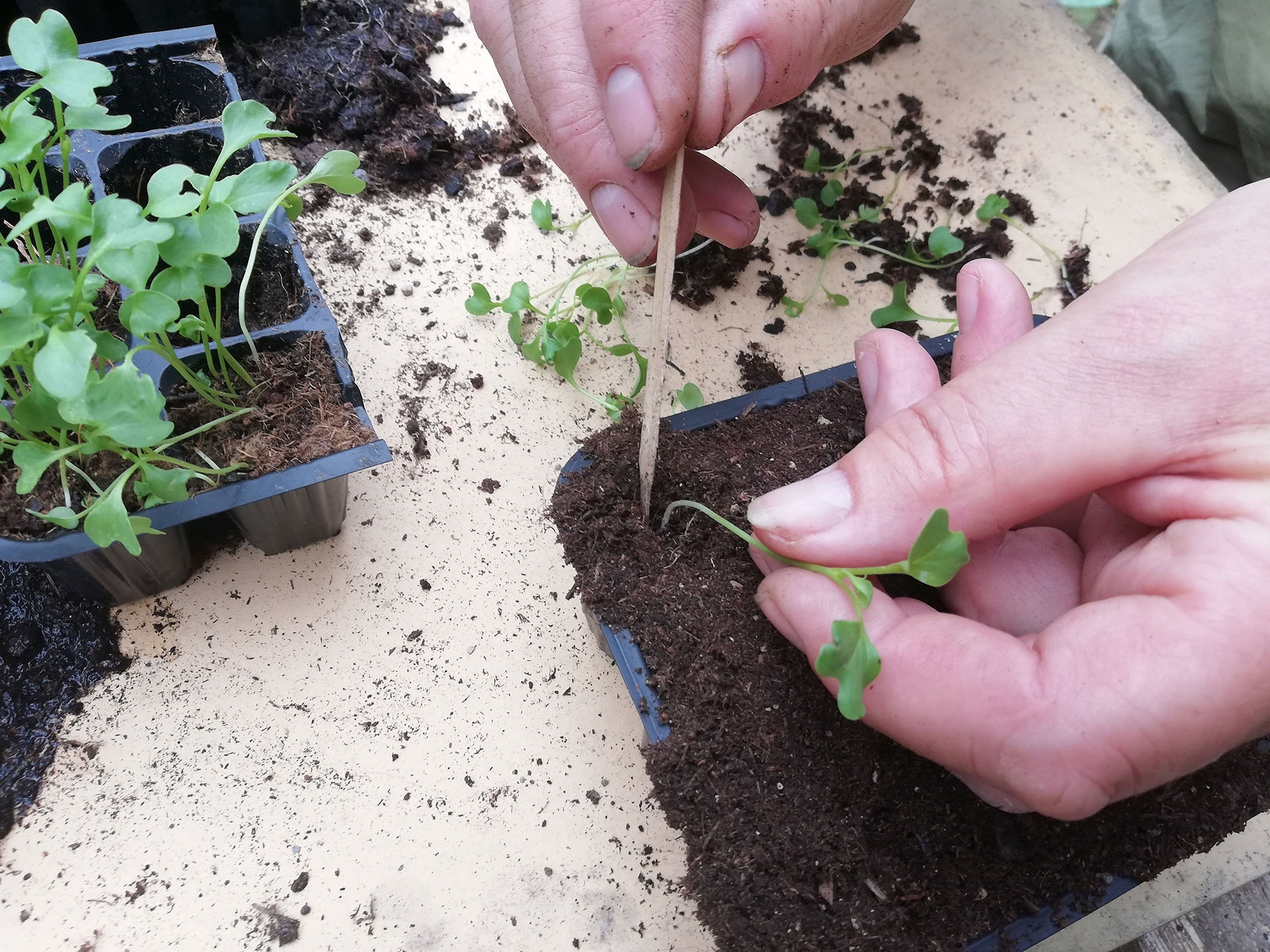 Pikieren, die Pflanzen vereinzeln so gelingt's MDR.DE