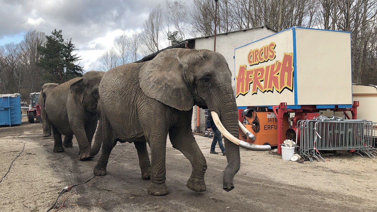 Zirkusfamilie Weisheit Plant Elefanten Reservat Im Altenburger Land Mdr De