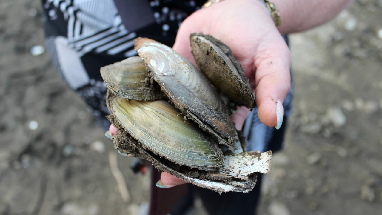 Naturschutzer Sieht Muscheln In Der Bleilochtalsperre Bedroht Mdr De