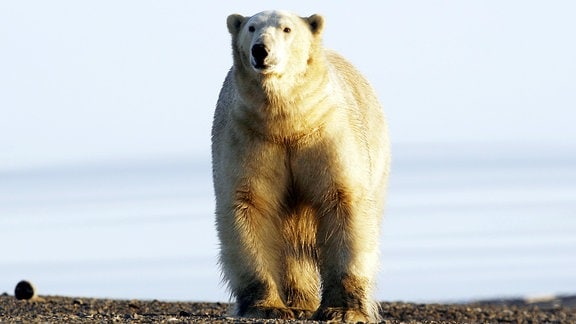 Unter Eisbären - Abenteuer in Russlands Arktis